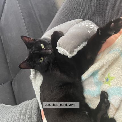 Foto 1/1 Kitty Chat perdido en Corps nuds