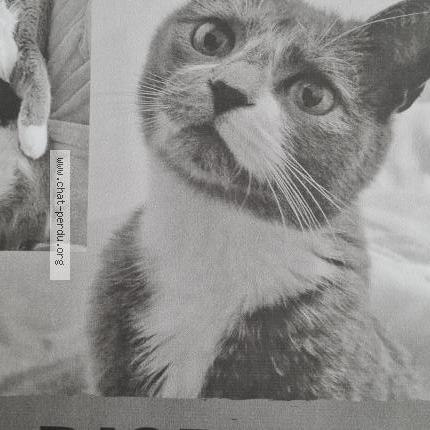 Foto 1/3 Plume Chat perdido en Perenchies