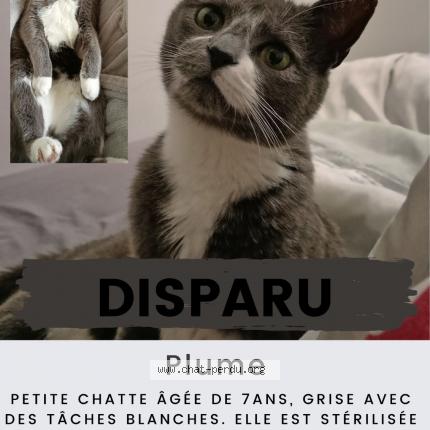 Foto 3/3 Plume Chat perdido en Perenchies