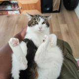 Foto del gato perdido en Rennes