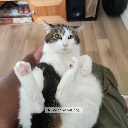 Foto 1/1 Vanille Chat perdido en Rennes