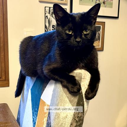 Foto 1/1 Olive Chat perdido en Aulnay sous bois