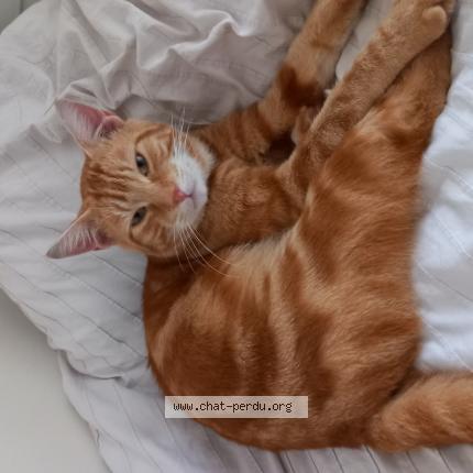 Foto 1/1 Gato encontrado Encontrado en Dijon