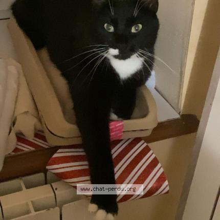 Foto 1/1 Hélios Chat perdido en Boult