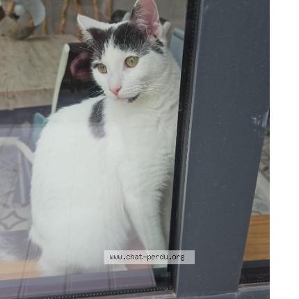 Foto 2/2 Bounty Chat perdido en Longjumeau