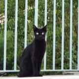 Foto del gato perdido en Cercier