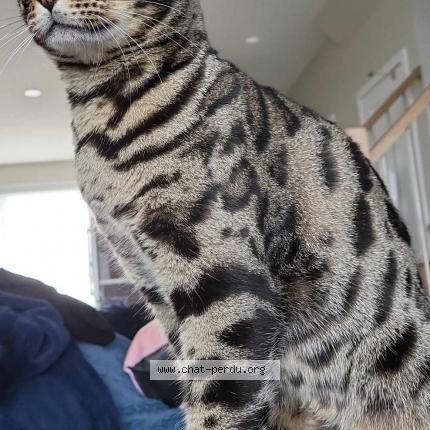 Foto 1/1 Van Chat perdido en Sainte anne des plaines