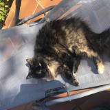 Foto del gato perdido en Tavernes