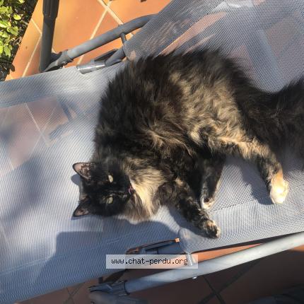 Foto 1/1 Noushka Chat perdido en Tavernes