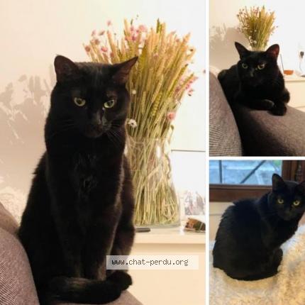 Foto 1/1 Choco Chat perdido en Paris