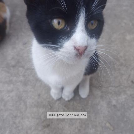 Foto 1/1 Theo Chat perdido en Ancon santa rosa