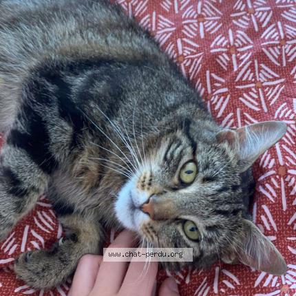 Foto 1/1 Serge Chat perdido en Barbezieux saint hilaire