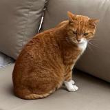 Foto del gato perdido en Saxon