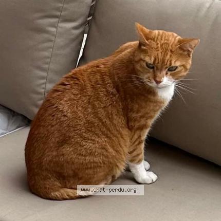 Foto 1/1 Kiko Chat perdido en Saxon