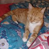 Foto del gato perdido en Beauvois En Cambresis