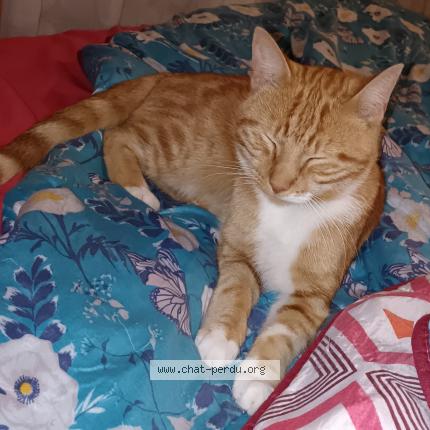 Foto 1/1 Usher Chat perdido en Beauvois en cambresis