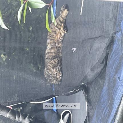 Foto 1/1 Olaf Chat perdido en Cornebarrieu