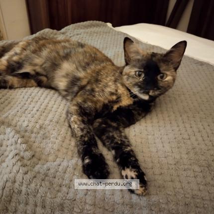 Foto 1/1 Clochette Chat perdido en Epieds en beauce