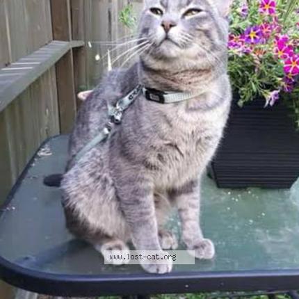 Foto 1/1 Meeko Chat perdido en Edmonton