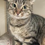 Foto del gato perdido en Brest