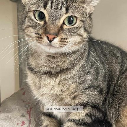 Foto 1/1 Gato encontrado Perdido en Brest