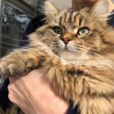 Foto del gato perdido en Excenevex