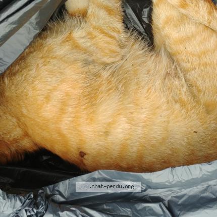 Foto 1/1 Gato encontrado Encontrado en Cornebarrieu