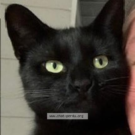 Foto 1/2 Minouche Chat perdido en Bondy