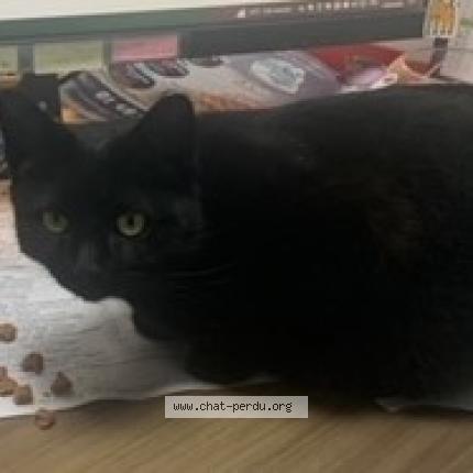 Foto 2/2 Minouche Chat perdido en Bondy