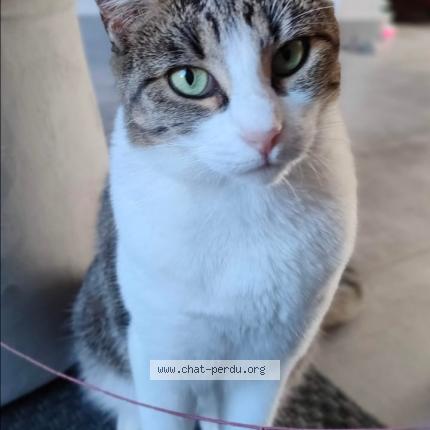 Foto 1/1 Nala Chat perdido en Lisses