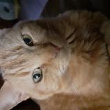 Foto del gato perdido en Luneville