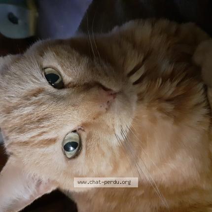 Foto 1/1 Manou Chat perdido en Luneville