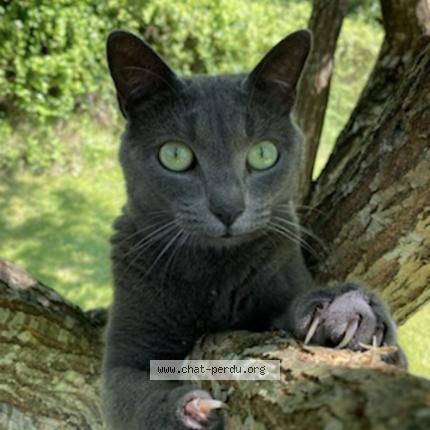 Foto 1/1 Luna Chat perdido en Tresboeuf