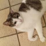 Foto del gato perdido en La Chapelle De Guinchay