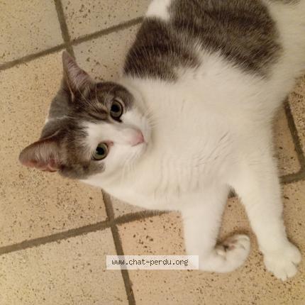 Foto 1/1 Gato encontrado Perdido en La chapelle de guinchay