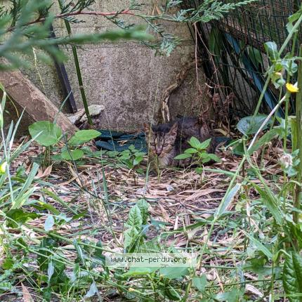 Foto 1/1 Pastèque Chat perdido en Bagneux