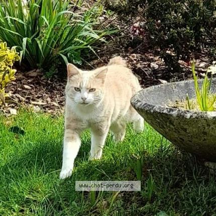 Foto 1/1 Barney Chat perdido en Rohan