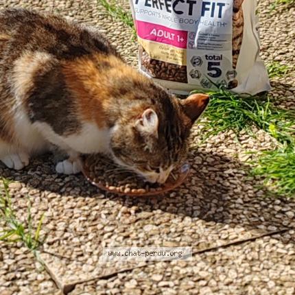 Foto 1/1 Mimine Chat perdido en Saint martin en haut