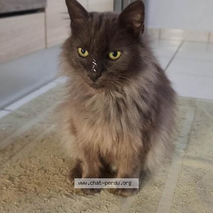 Foto 1/1 Gribouille Chat perdido en Laburgade