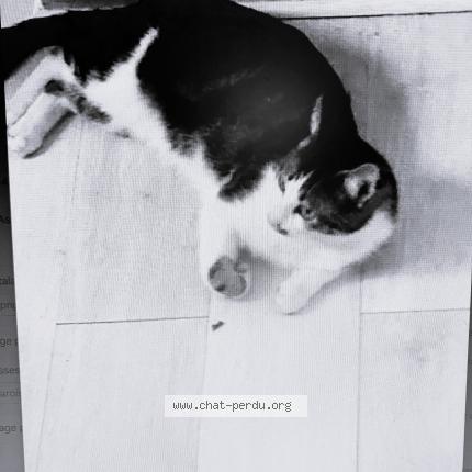 Foto 2/2 ZEB Chat perdido en Hyeres