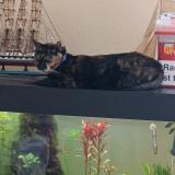 Foto del gato perdido en Saint Pierre