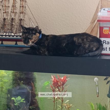 Foto 1/1 Lilli Chat perdido en Saint pierre