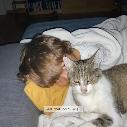 Foto 1/1 Java Chat perdido en Saint sulpice