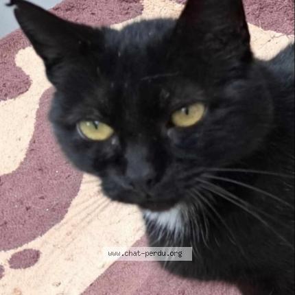 Foto 1/1 Akira Chat perdido en Tourcoing