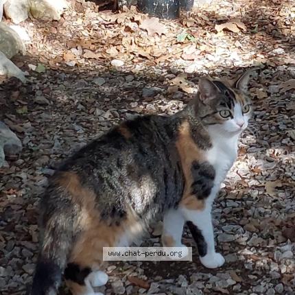 Foto 1/1 Muesli Chat perdido en Mazan