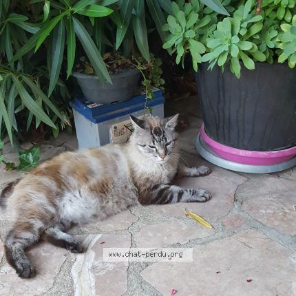 Foto 1/1 Maya Chat perdido en Plaisir