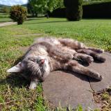 Foto del gato perdido en Laplume