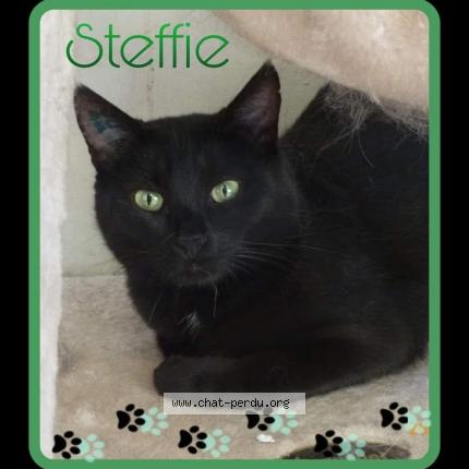 Foto 1/1 Gato encontrado Perdido en Dange st romain