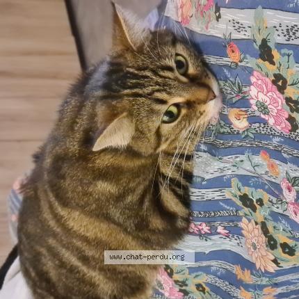 Foto 1/1 Isis Chat perdido en Ecommoy