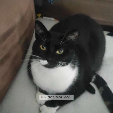 Foto 1/1 Mercedes Chat perdido en Amiens